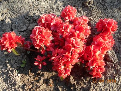 azalea japonica orange beauty