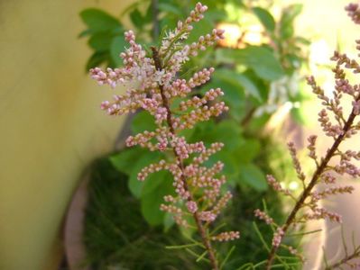 Tamarix