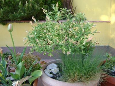 Salix integra Hakuro Nishiki