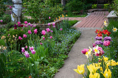 StangaClaudia, Ballade,Claudia, dreapta  Narcise White Lemon; Abba rosii
Dream Touch mov cu margine alba
Angelique roz
Monte Carlo galben
Spring yellow green
Narcise White Lemon
