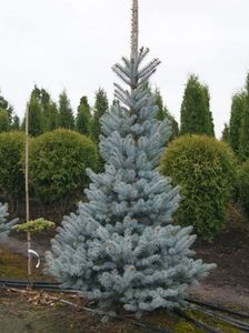 picea pungens omega