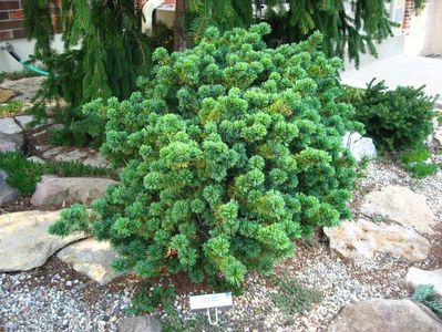 pinus parviflora adcock s dwarf