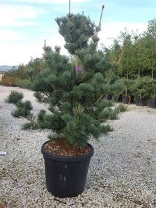 pinus-parviflora-negishi