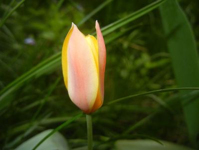 Tulipa clusiana Chrysantha (2018, Apr.16)