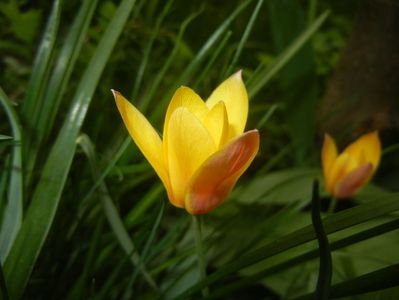 Tulipa clusiana Chrysantha (2018, Apr.17)