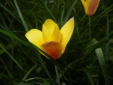 Tulipa clusiana Chrysantha (2018, Apr.17)