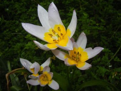 Tulipa Lilac Wonder (2018, April 16)