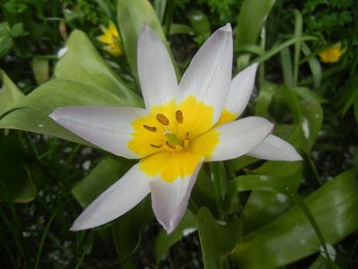 Tulipa Lilac Wonder (2018, April 18)