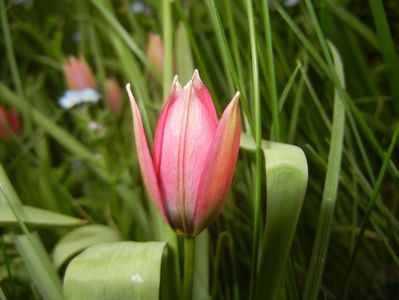 Tulipa Little Beauty (2018, April 16)