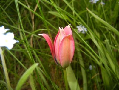 Tulipa Little Beauty (2018, April 17)