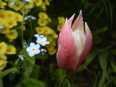 Tulipa Peppermint Stick (2018, April 17)
