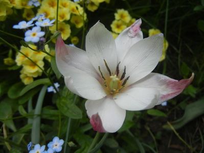Tulipa Peppermint Stick (2018, April 19)