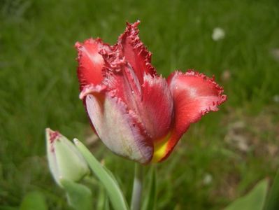 Tulipa Pacific Pearl (2018, April 17)