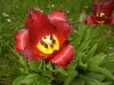 Tulipa Pacific Pearl (2018, April 18)