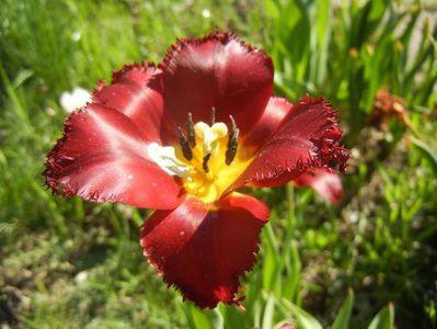 Tulipa Pacific Pearl (2018, April 21)