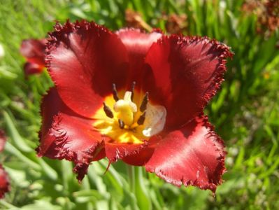 Tulipa Pacific Pearl (2018, April 21)