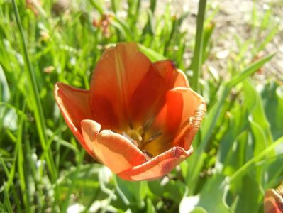 Tulipa Cairo (2018, April 21)