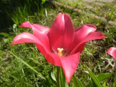 Tulipa Pimpernel (2018, April 21)