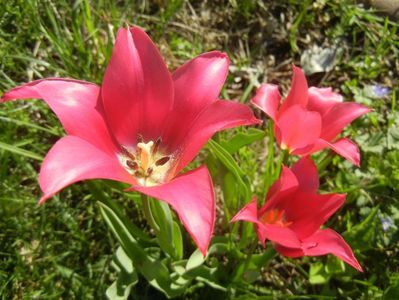 Tulipa Pimpernel (2018, April 21)
