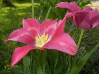 Tulipa Pimpernel (2018, April 23)