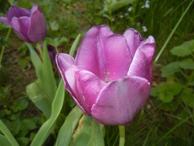 Tulipa Purple Flag (2018, April 21)