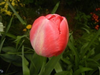 Tulipa Judith Leyster (2018, April 17)