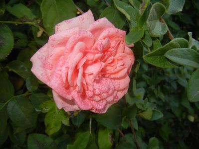 Rose Pleasure (2017, October 17)