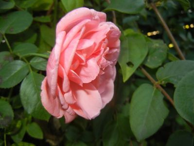 Rose Pleasure (2017, October 17)