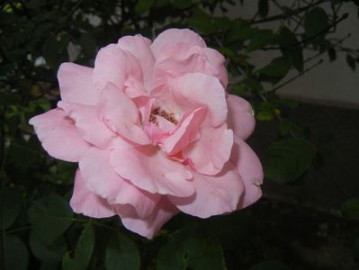 Rose Queen Elisabeth (2017, Sep.05)