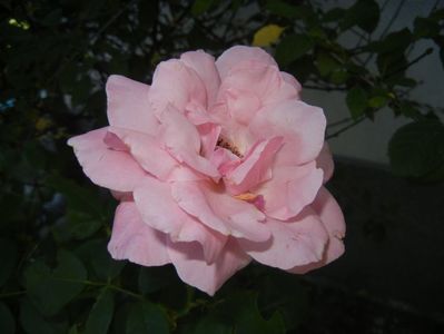 Rose Queen Elisabeth (2017, Sep.06)