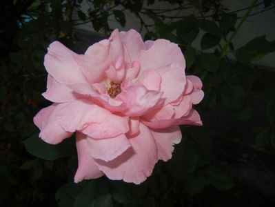 Rose Queen Elisabeth (2017, Sep.06)