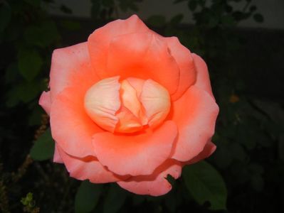 Bright Salmon Rose (2017, Aug.31)