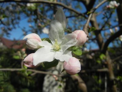Apple Blossom (2017, April 13)