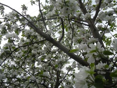 Apple Blossom (2017, April 15)