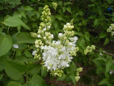 White Lilac Tree (2018, April 15)