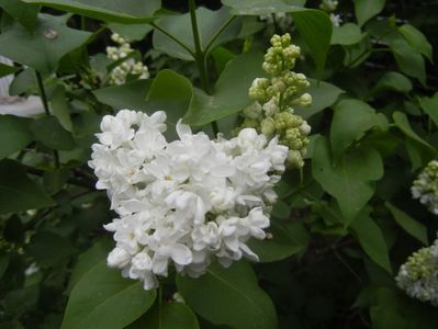 White Lilac Tree (2018, April 18)