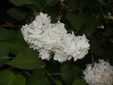White Lilac Tree (2018, April 27)