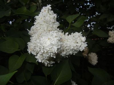 White Lilac Tree (2018, April 27)
