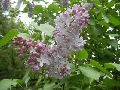 Syringa vulgaris_Lilac (2018, April 18)