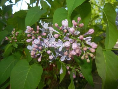 Syringa vulgaris_Lilac (2018, April 21)