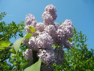 Syringa vulgaris_Lilac (2018, April 23)