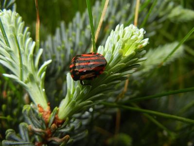 Striped Shield Bug (2014, May 14); Graphosoma lineatum.
