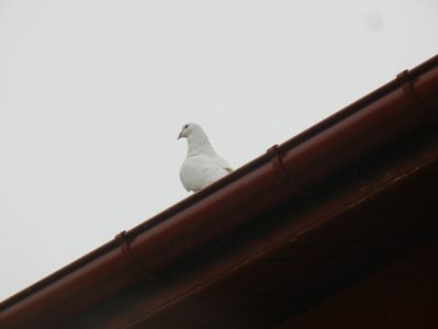White Dove (2013, September 09)