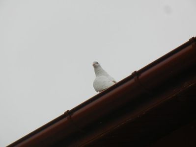 White Dove (2013, September 09)
