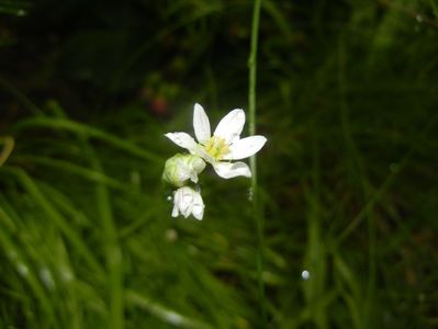 Triteleia hyacinthina (2017, May 08)