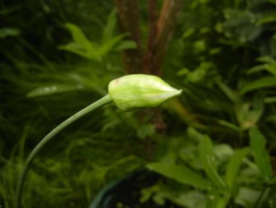 Triteleia hyacinthina (2017, May 08)