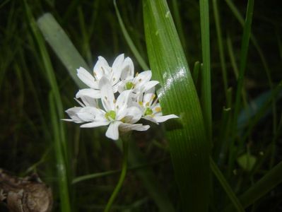 Triteleia hyacinthina (2017, May 11)