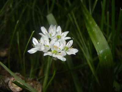 Triteleia hyacinthina (2017, May 13)