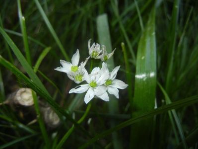 Triteleia hyacinthina (2017, May 16)