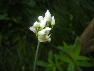 Triteleia hyacinthina (2017, May 16)